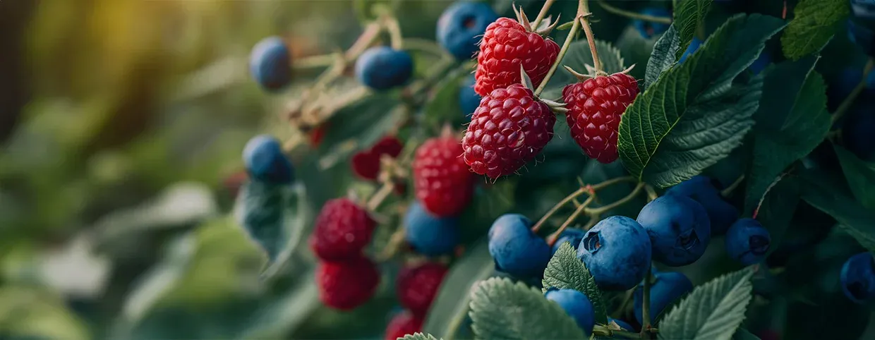 Incorporating Antioxidant Foods into Your Diet